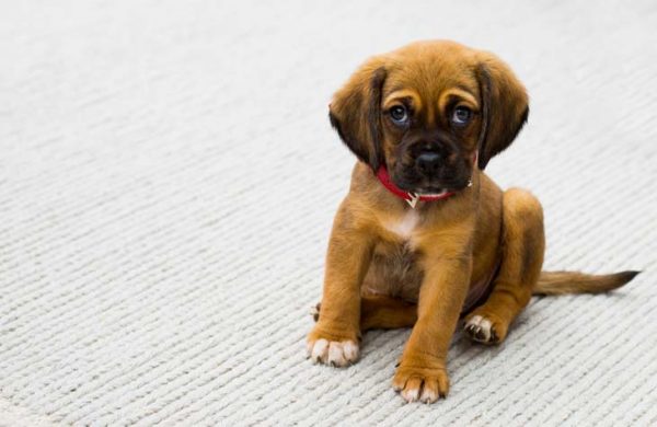 Quel Budget Pr Voir Pour Un Chien Toutoupourlechien