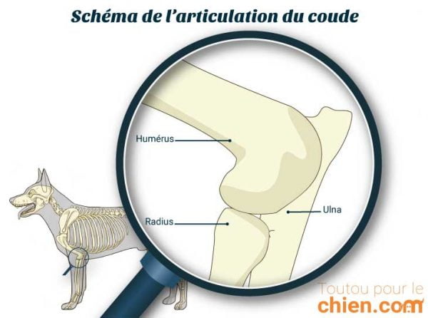 Dysplasie Du Coude Chez Le Chien Causes Sympt Mes Traitements