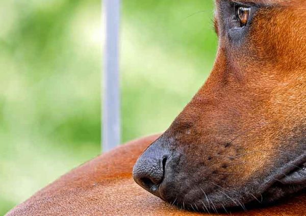 Dysplasie du coude chez le chien causes symptômes traitements