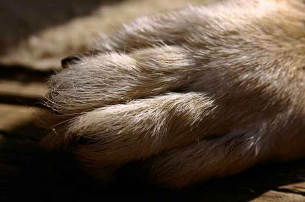 Pododermatite du chien symptômes causes et traitements