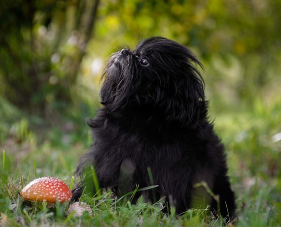 Affenpinscher Ducation Caract Re Sant Budget Et Prix