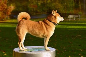 Shiba Inu éducation caractère santé prix budget