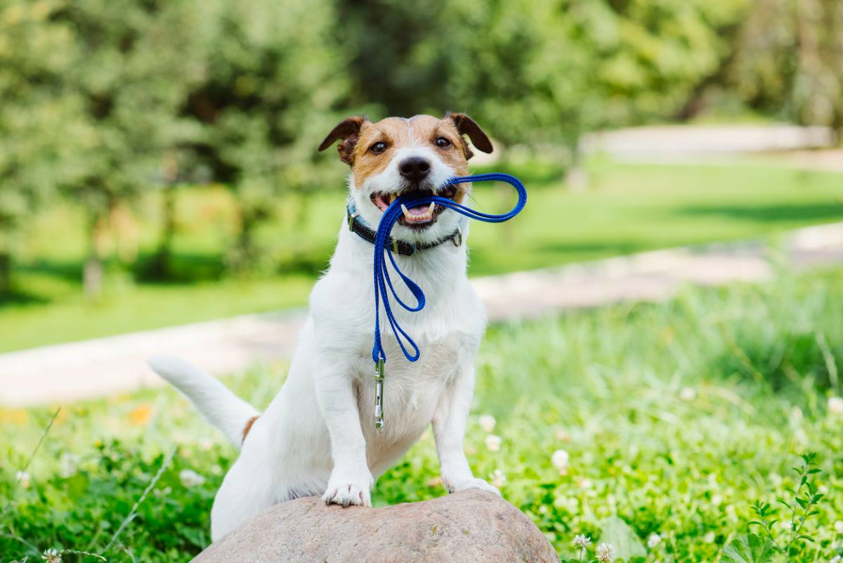 Chien Nerveux En Promenade 5 Conseils Dexperts Pour Lui Permettre De