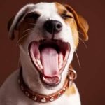 mauvaise haleine du chien