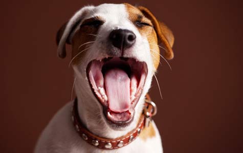 mauvaise haleine du chien