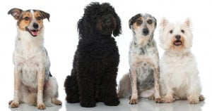 comment apprendre a son chien a jouer au frisbee