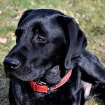 donner un ordre à un chien