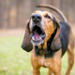 solutions contre aboiements