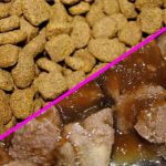 Pâtée et croquettes pour chien