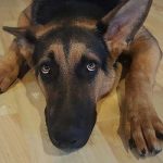 rassurer un chien qui a peur