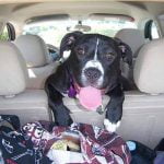 voyager avec son chien