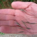 Des épillets dangereux pour le chien