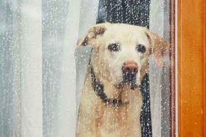 anxiété de séparation chez le chien