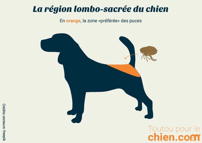 Région lombo sacrée région de prédilection des puces sur le chien