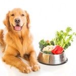 légumes pour chien
