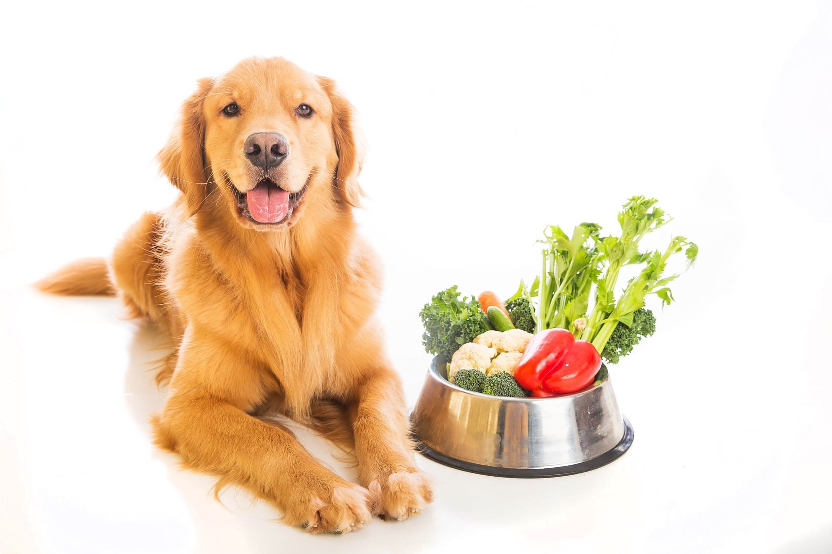 Ration Alimentaire Maison Chien | Ventana Blog