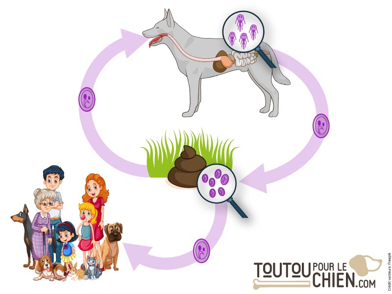 Giardiose du chien causes, symptômes, diagnostic et traitement