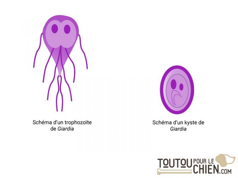 Giardiose du chien causes, symptômes, diagnostic et traitement