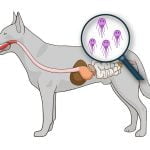 La giardiose chez le chien