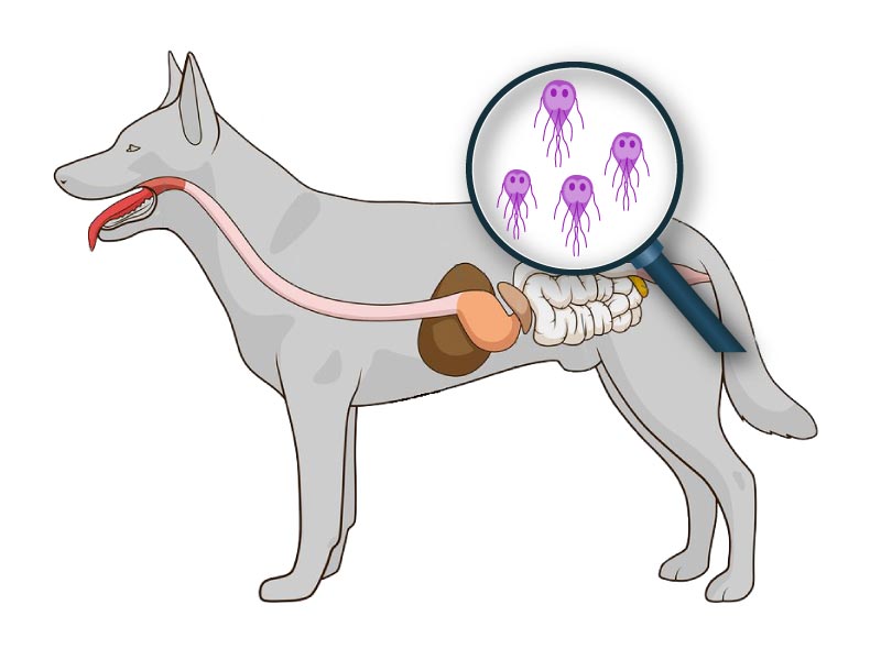 Giardiose Du Chien Causes Symptomes Diagnostic Et Traitement