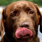 intoxication du chien au chocolat