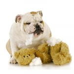 chien qui a avalé un objet