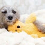 grossesse nerveuse chienne