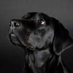 Philae est un labrador femelle noir