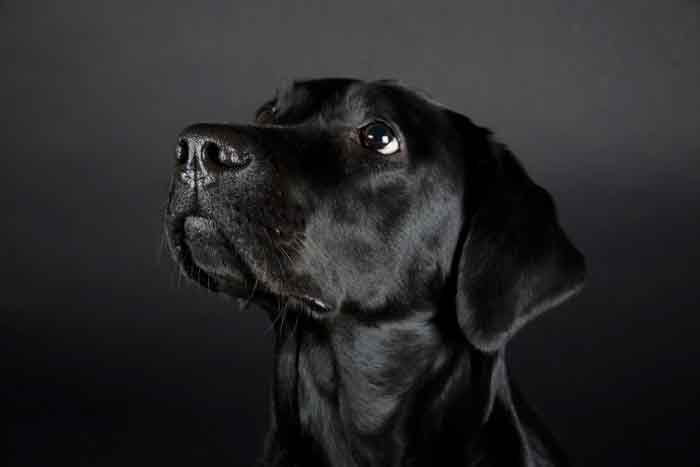 Philae est un labrador femelle noir
