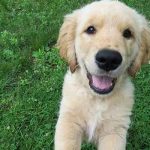 apprendre à son chien à ne pas sauter