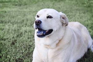 mode d'emploi de l'assurance pour chien