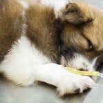 parvovirose du chien