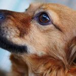 conjonctivite chez le chien