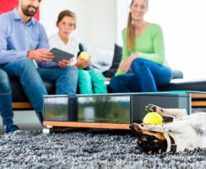 garde domicile chien