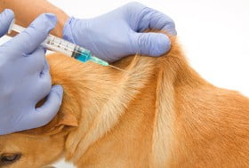 Tétanos Chez Le Chien Symptômes Et Traitements