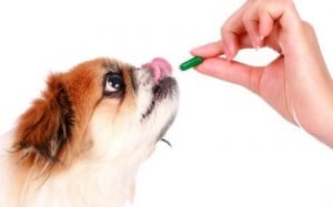 Cortisone pour chien : indications, effets secondaires 