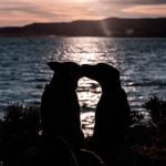 La contraception canine