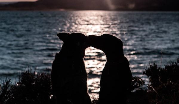 La contraception canine