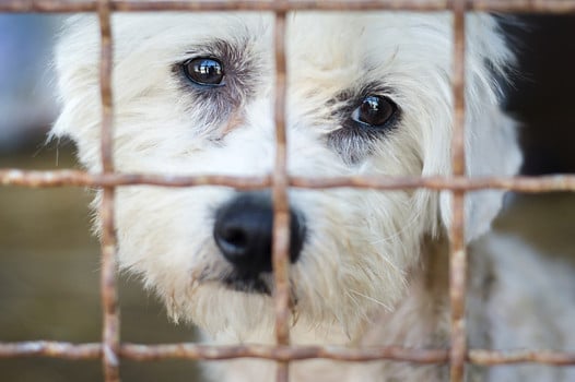 Adopter un chien