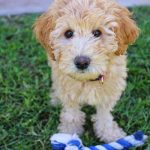 age minimum pour adopter un chiot