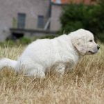 Diarrhée chez le chien