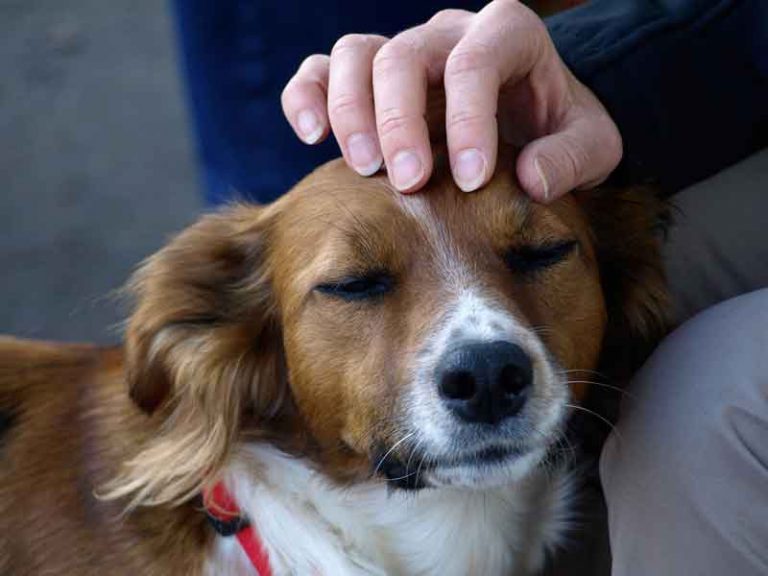 Mon chien vomit jaune causes et traitements