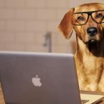 Le chien intelligent