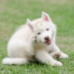 Chien souffrant d'allergie alimentaire