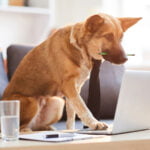 intelligence chien classement