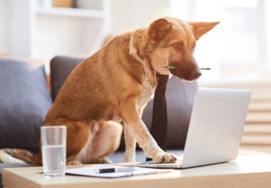 intelligence chien classement