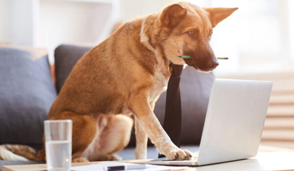 intelligence chien classement