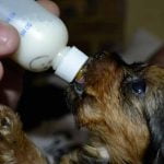 Nourrir un chiot au biberon