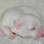 soins à donner aux chiots