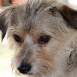 Les vomissements du chien